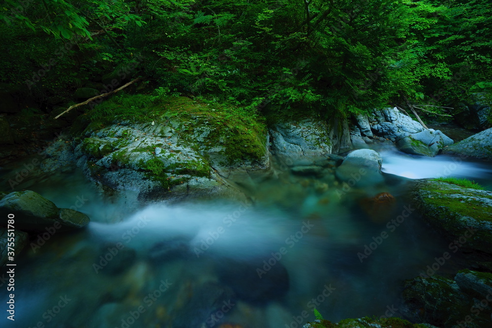 緑が深い森の中を流れる透明な水が美しい川