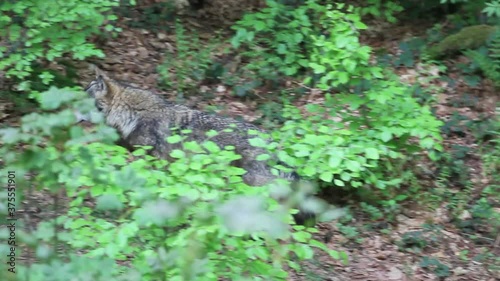 Wolf in a forest in Bavaria, Germany, Europe