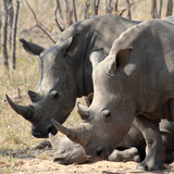 Three Rhinoceros (Rhinocerotidae) - South Africa. Square Composition.