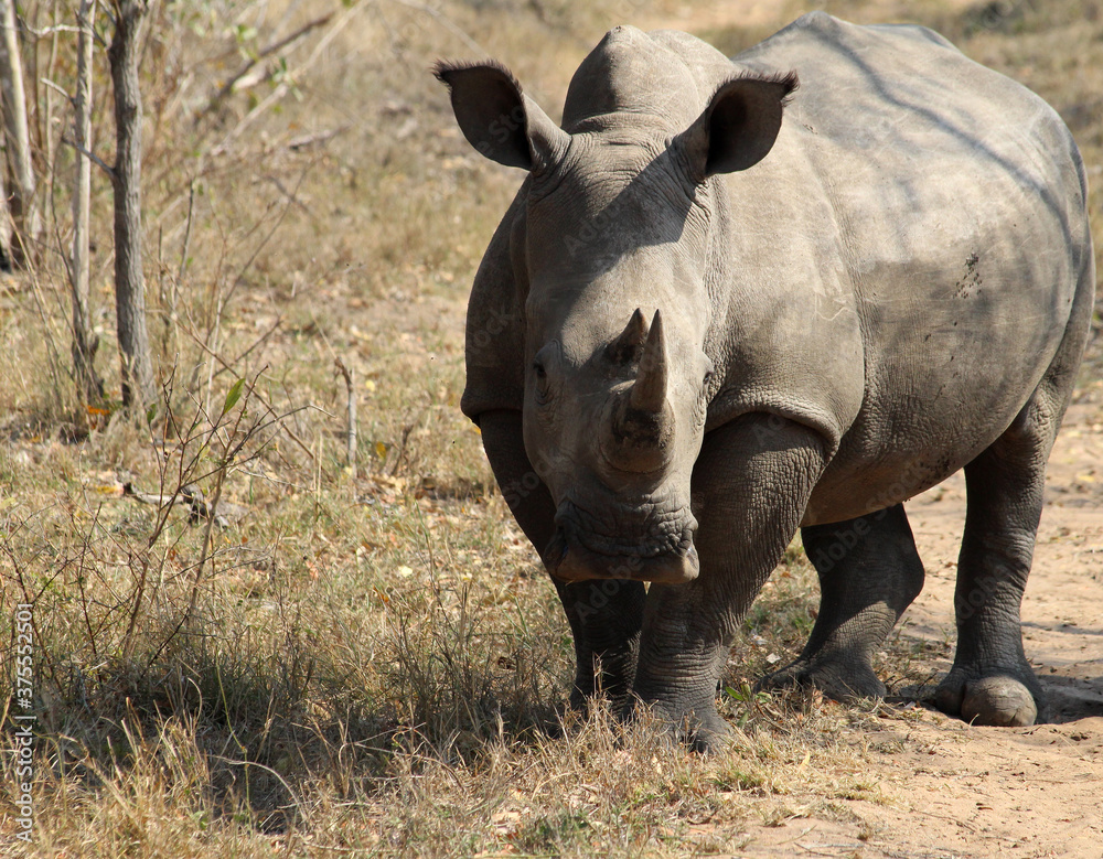 Fototapeta premium Three Rhinoceros (Rhinocerotidae) - South Africa.