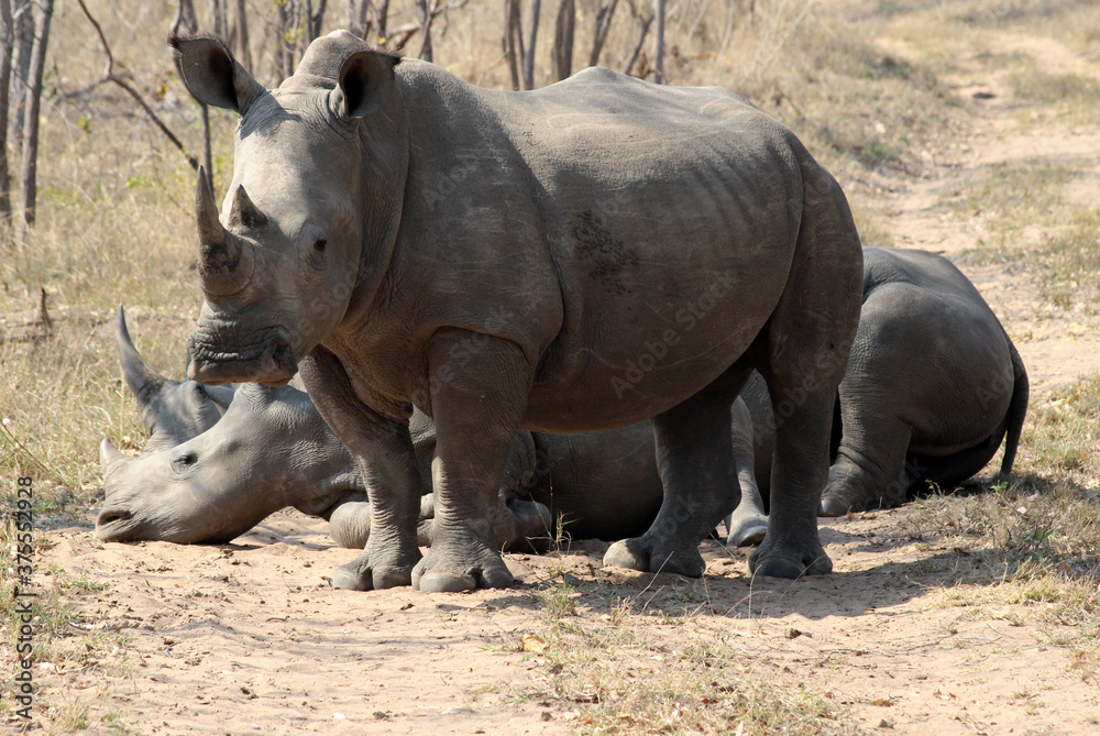 Fototapeta premium Three Rhinoceros (Rhinocerotidae) - South Africa.