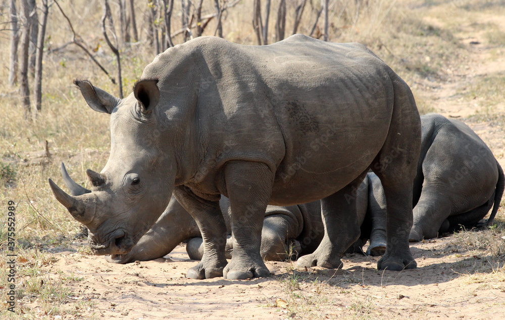 Three Rhinoceros (Rhinocerotidae) - South Africa. Three Rhinoceros (Rhinocerotidae) - South Africa.
