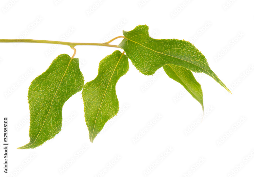 Green branch of kiwi leaves, isolated on white background. Spring with leaves of kiwi. Green branch of kiwi leaves, isolated on white background. Spring with leaves of kiwi.