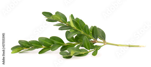 Boxwood branch isolated on white background. Green boxwood sprig. Buxus with clipping path.