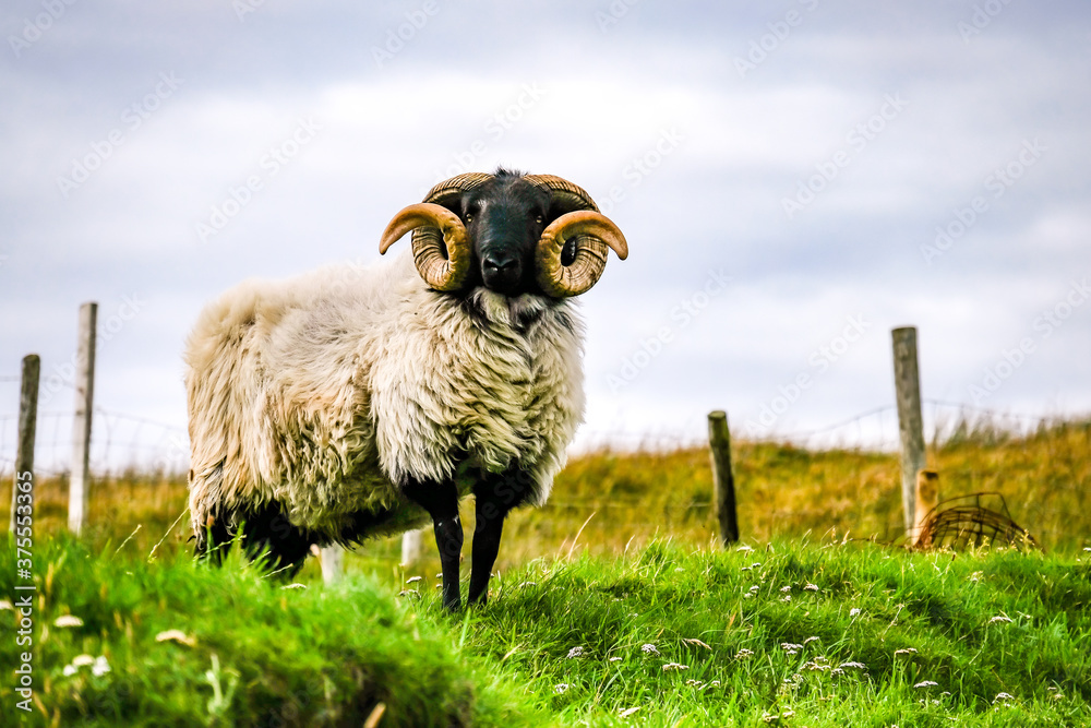 Fototapeta premium Impressive blackface sheep with huge horns in County Donegal - Ireland
