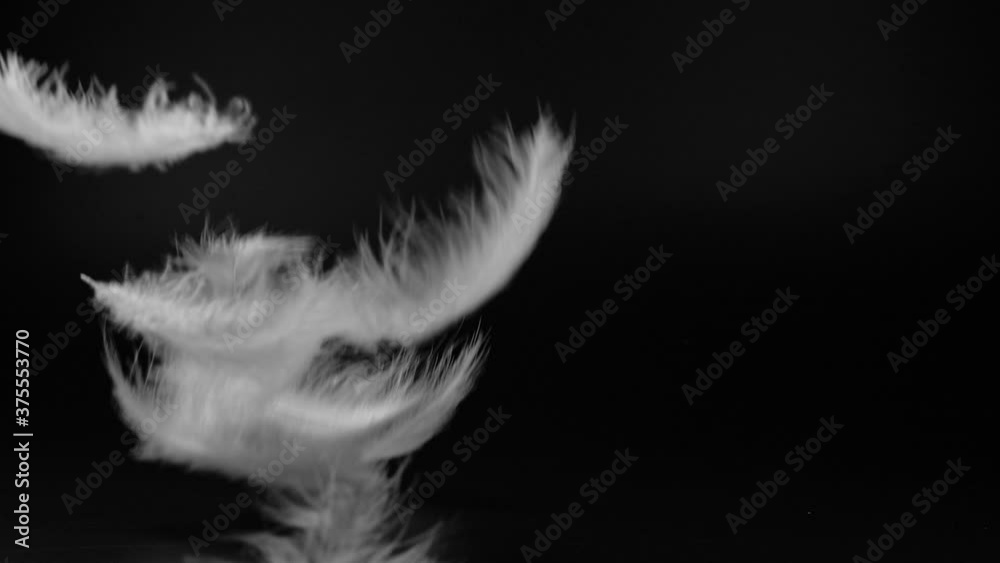 Slow motion video shot of white fluffy feathers flying over black background Slow motion video shot of white fluffy feathers flying over black background