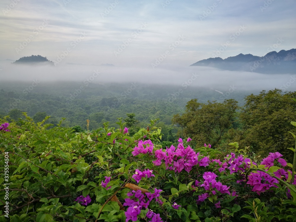 Obraz premium Fresh pink flowers and Morning Mist and fog over the mountains.