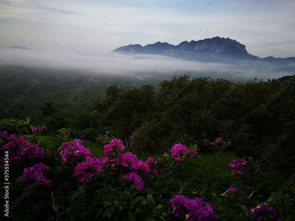 Fresh pink flowers and Morning Mist and fog over the mountains.