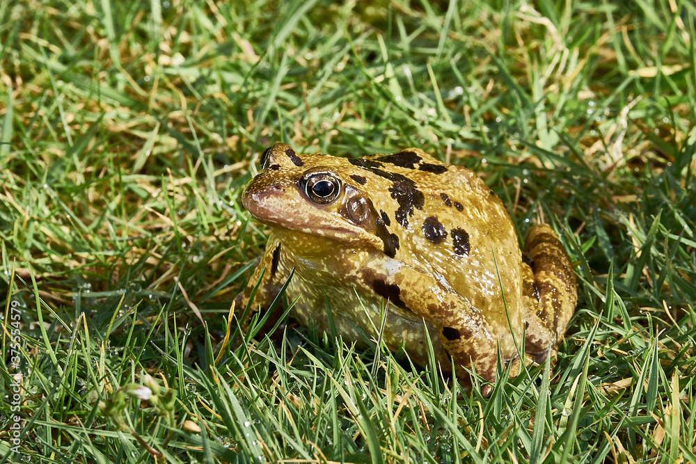 Grasfrosch in einer Wiese.