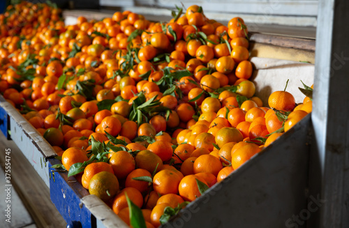 Harvest of ripe mandarins on sorting line at plantation warehouse