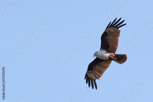 Brahminy Kite - Haliastur Indus  beautiful bird of prey from Asian and Australian woodlands and wetlands  Sri Lanka.