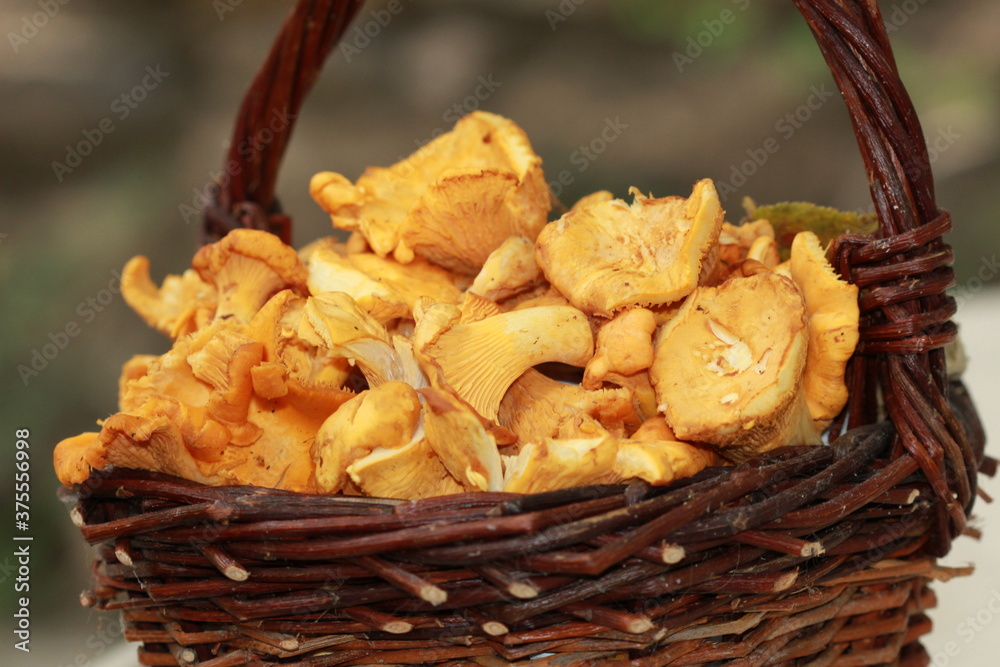 Panier de girolles Panier de girolles