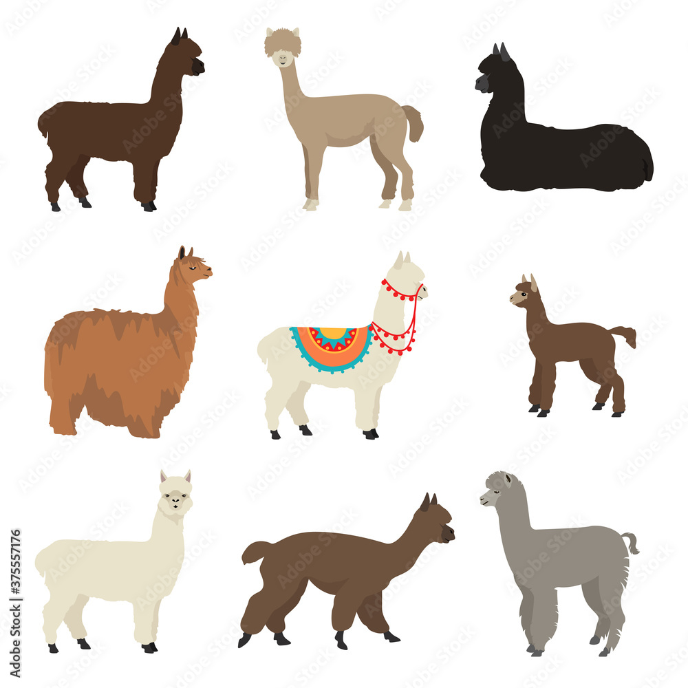 Camelids family collection. Alpaca graphic design Camelids family collection. Alpaca graphic design
