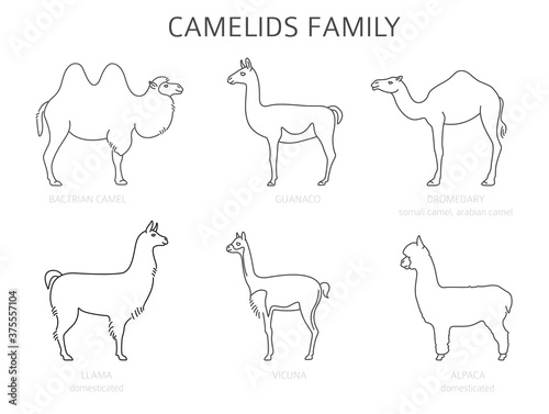 Fototapeta Naklejka Na Ścianę i Meble -  Camelids family collection. Camels and llama infographic design