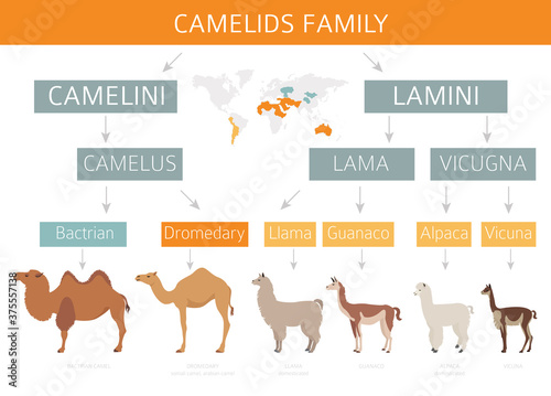 Camelids family collection. Camels and llama infographic design