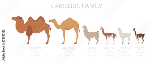 Camelids family collection. Camels and llama infographic design photo