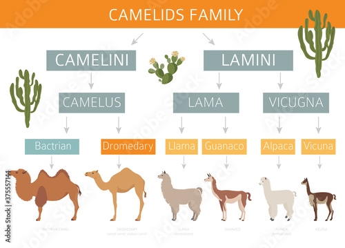 Camelids family collection. Camels and llama infographic design
