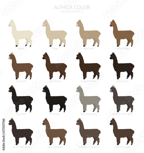 Camelids family collection. Alpaca graphic design