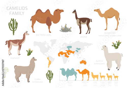 Camelids family collection. Camels and llama infographic design © a7880ss