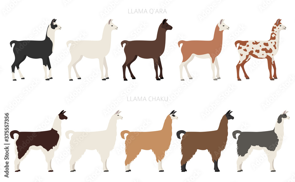 Camelids family collection. Llama graphic design