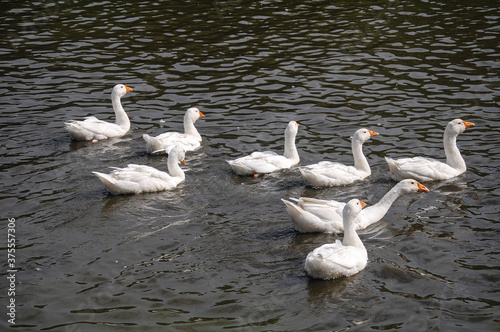 white geese swimming in the pond