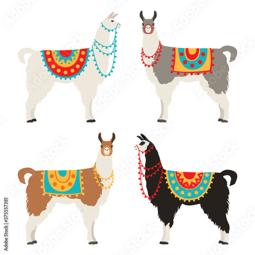 Camelids family collection. Llama graphic design