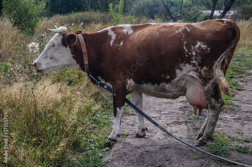 Red cow grazing in a meadow on a summer day