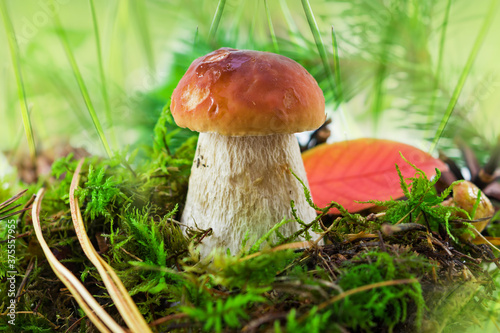 White mushroom or boletus (Latin Boletus edulis) grows in the forest in autumn and summer in green moss and grass