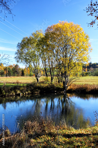 A tree in autumn colors reflecting in a little pond in Pfronten, Bavaria, Germany.