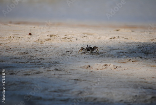 small crab on a sandy beach