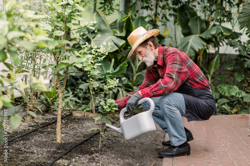 Portrait of senior bearded man gardener, wearing protective gloves, straw hat and working clothes, in the process of planting and watering little tree in a greenhouse