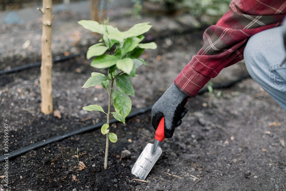 Fototapeta premium Closeup cropped image of hands of senior male gardener in gloves, holding gardening spade, planting little lemon tree, while working in garden or greenhouse
