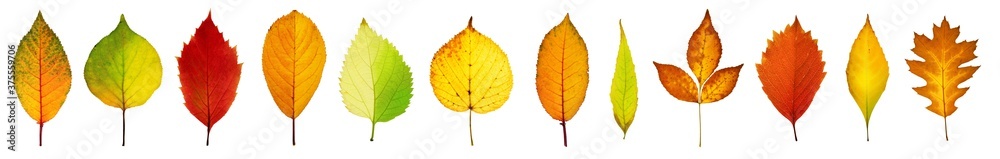 Collection beautiful colorful autumn leaves isolated on white background. Autumn background. Design element on the theme of autumn.