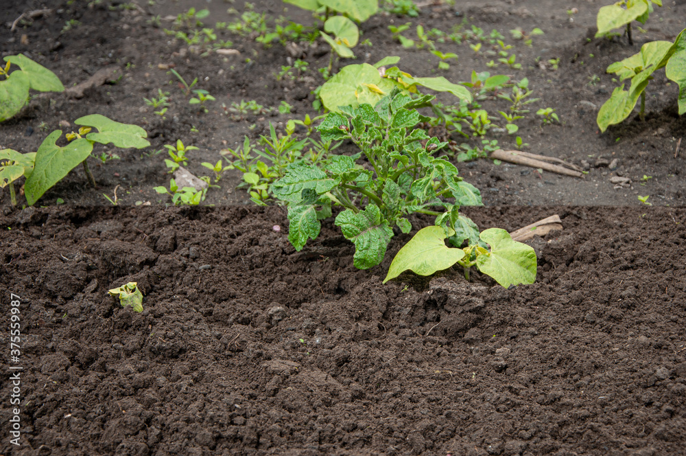 Difference between a well-groomed and abandoned section of town with overgrown potatoes and beans Difference between a well-groomed and abandoned section of town with overgrown potatoes and beans