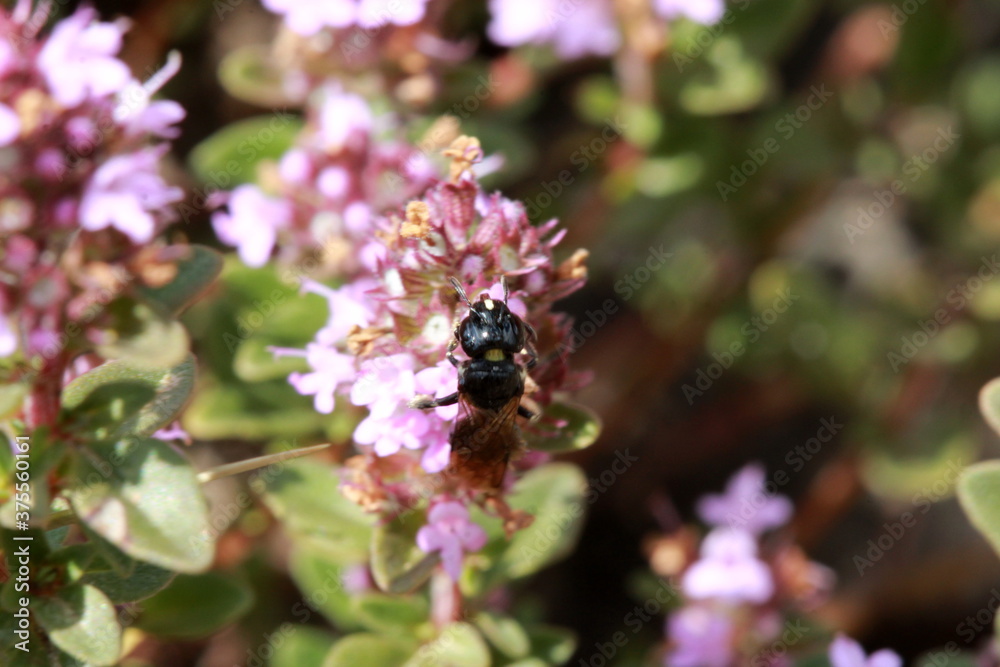 Petite abeille noire butinant du serpolet Petite abeille noire butinant du serpolet