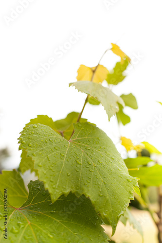 Grapevine in the rain. Grape leaf with raindrops. Healthy vine gets enough water and grows.
Weinrebe im Regen. Weinblatt mit Regentropfen. Gesunde Rebe bekommt genügend Wasser und wächst. photo