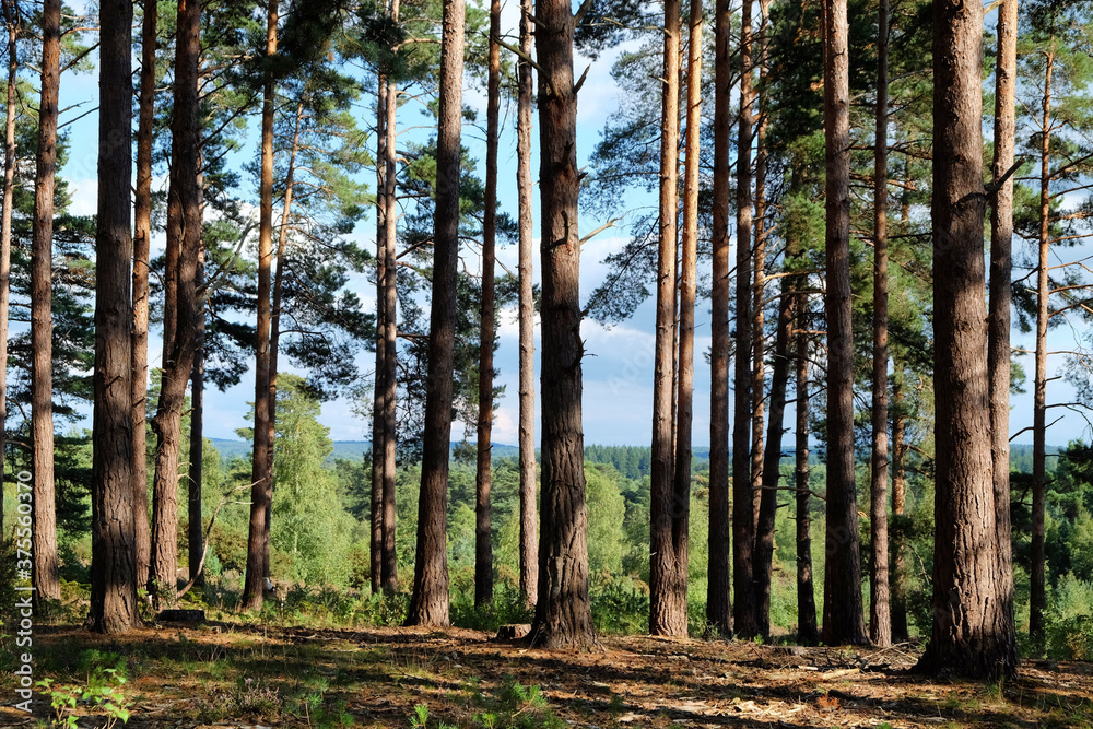 The view through the pines trees across Blackheath Common, near Guildford, Surrey The view through the pines trees across Blackheath Common, near Guildford, Surrey
