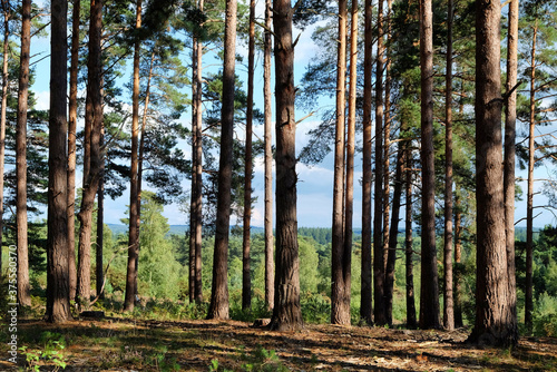 The view through the pines trees across Blackheath Common, near Guildford, Surrey