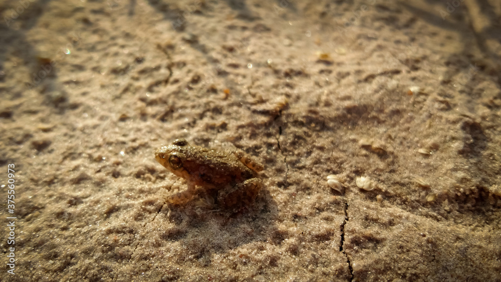 Tiny little frog on the ground 