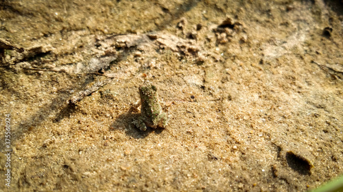 Tiny little frog on the ground 