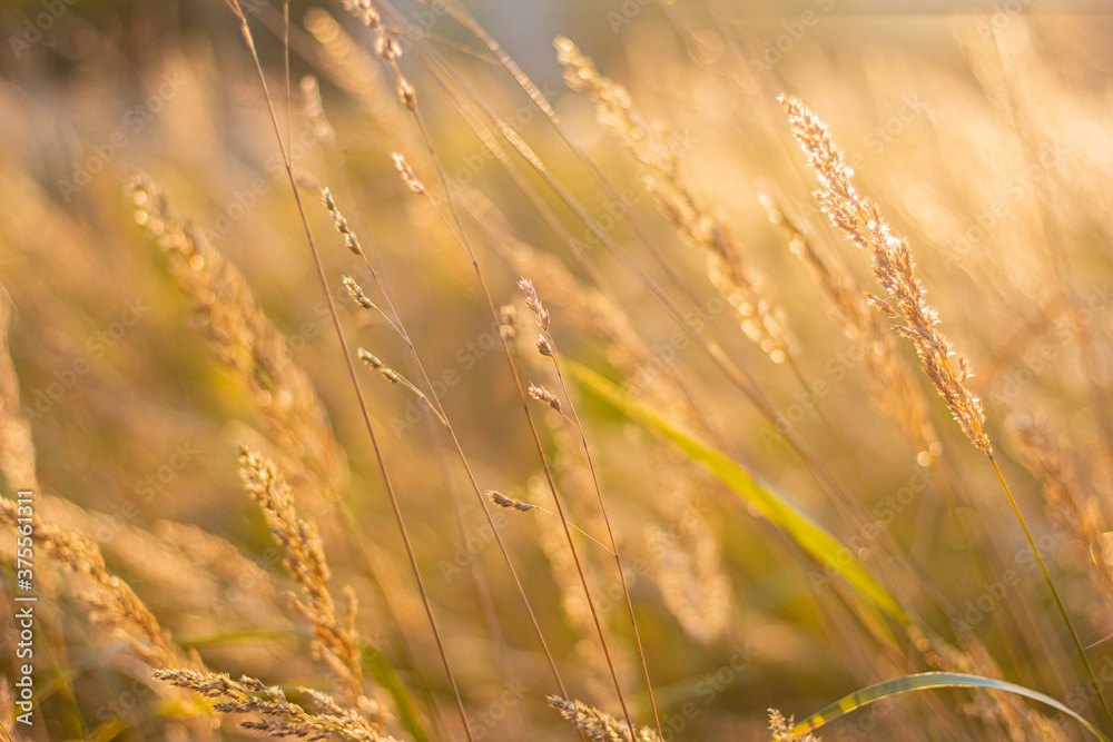 Grass stalks on sunset Grass stalks on sunset