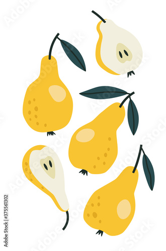 Vector illustration of yellow pears and half of the pears. Hand drew.