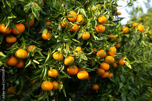 Orchard - ripe tangerines on a branch in the garden. High quality photo