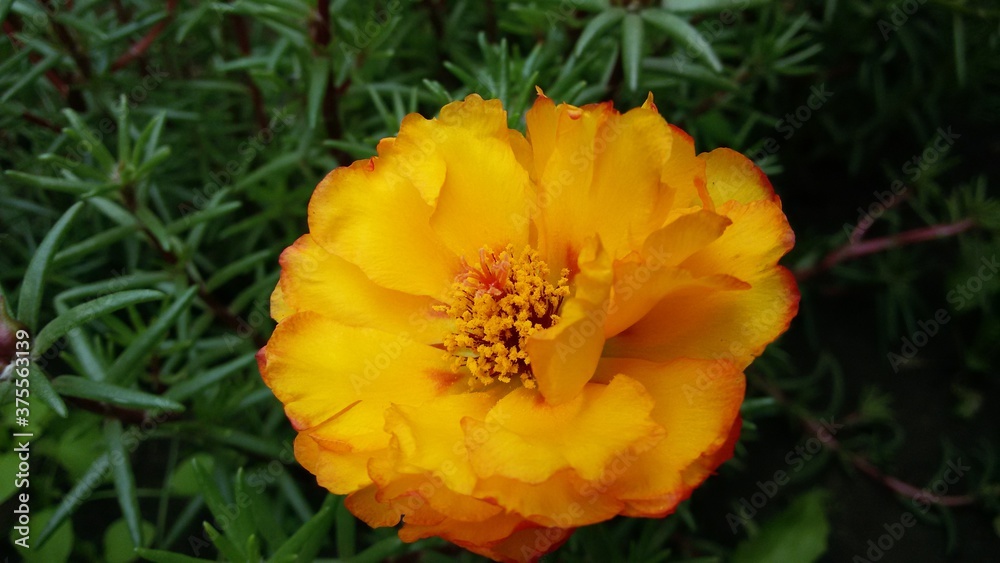 yellow and orange flower yellow and orange flower