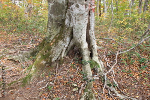 複雑な形状をした大木の根元部分
