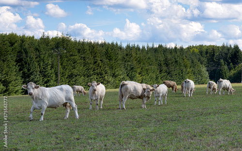 vaches blonde d'Aquitaine écornées broute l'herbe