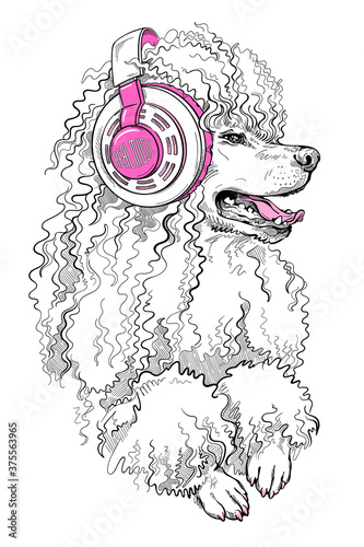 Cute poodle dog in headphones. Stylish image for printing on any surface