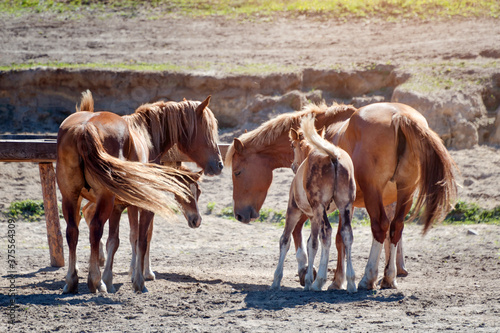 Horses on ranch. Four purebred chestnut horses eating hay. Foals and mares on the farm