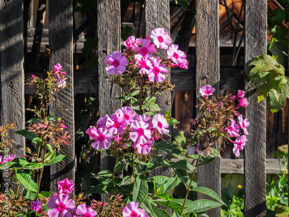 Fuchsia phlox growing by the fence of a country house on a summer day
