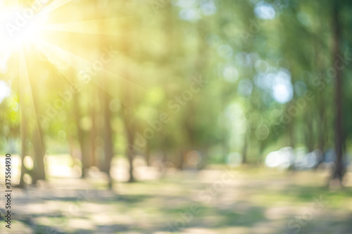 Blur nature green park with sun light abstract background.